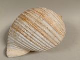 un coquillage posé sur une surface blanche