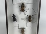 four bugs in a shadow box on a white background