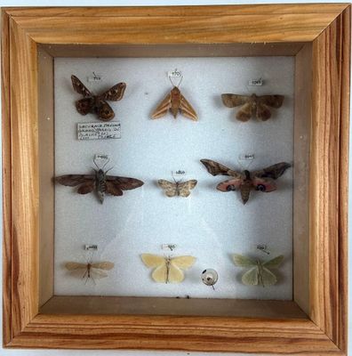 une photo d'une collection de papillons de nuit présentée dans un cadre en bois