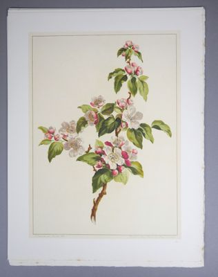 tableau représentant une branche de pommier en fleurs, avec des feuilles vertes et des fleurs roses