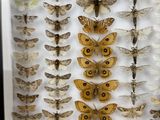 a lot of moths that are in a white box