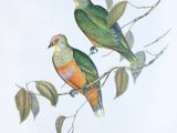 two colorful birds perched on a branch of a tree
