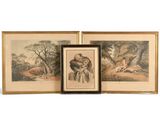 deux reproductions encadrées représentant deux animaux dans un environnement boisé
