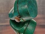un sac vert dans lequel se trouvent quelques pièces de monnaie
