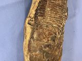 fossil of a fish on a blue cloth on a table
