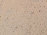 a bird that is standing on the ground in the dirt
