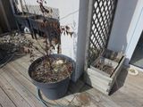 a potted plant sitting on a wooden deck next to a hose