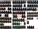 many beetles on display in a white display case