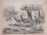 dessin représentant un groupe de cerfs dans un champ, avec des arbres en arrière-plan