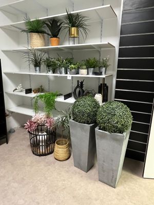 de nombreuses plantes en pot sur les étagères de la pièce