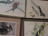 four framed pictures of birds on the wall of a room