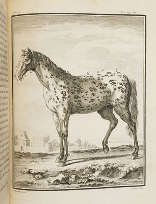 un livre sur lequel figure l'image d'un cheval tacheté