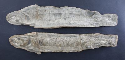 Fossile de poisson dans son nodule. - Photo 1