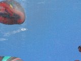 many kites that are flying in the blue sky