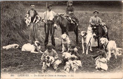 beaucoup de chiens qui sont debout dans l'herbe