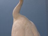 a white peacock standing in a room with a blue wall