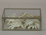 a glass box with shells inside of it on a table