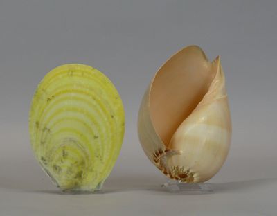 a peeled onion and a peeled onion on a white surface