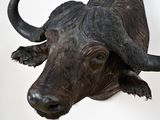 an image of a buffalo head mounted on a wall