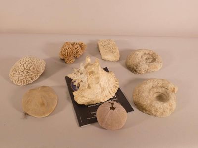 many different types of corals displayed on a table