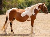 un cheval brun et blanc dans un champ
