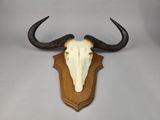 an animal skull mounted on a wooden plaque on a wall