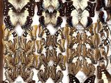 a lot of butterflies that are in a wooden box