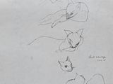 sketches of cats on a piece of paper with a pencil