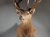 tête de cerf fixée sur un socle en bois, avec ses bois