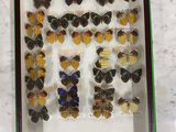 a display of butterflies in a glass case on a table