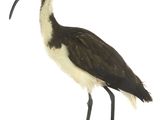 un oiseau noir et blanc au long bec, posé sur un socle en bois