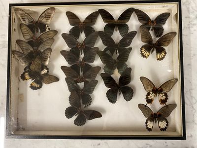 a lot of butterflies that are in a glass case
