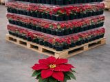 a plant that is sitting on a pallet in the middle of a warehouse