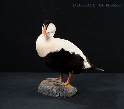 a black and white duck on a rock with a black background