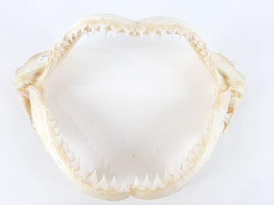a shark ' s mouth with a large tooth on it ' s side