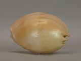an onion that has been cut in half and is sitting on a table