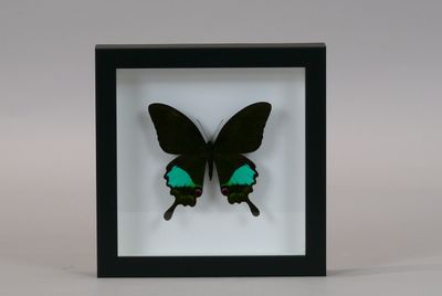 a black and green butterfly mounted in a black frame