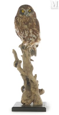 statue of an owl perched on a branch with a white background