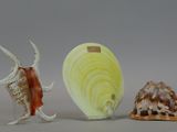 three different types of sea shells on a table