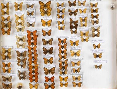 de nombreux types de papillons différents présentés dans une vitrine