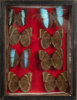 a lot of butterflies that are sitting in a shadow box