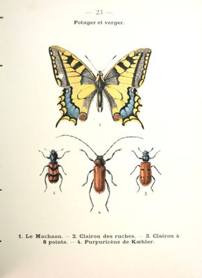 un vieux livre sur lequel figurent un papillon et deux insectes