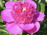 a large pink flower that is blooming in the garden