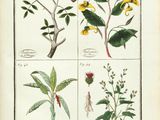 an old book with a bunch of different plants on it