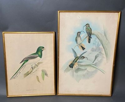 deux photos encadrées représentant des oiseaux posés sur une table