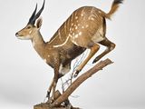 an animal statue of a small antelope standing on a branch