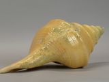 a large yellow shell that is sitting on a table