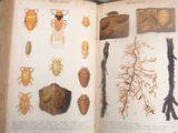 un livre illustré d'insectes et d'autres bestioles