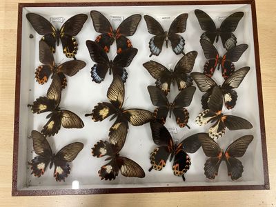 a lot of butterflies that are on display in a glass case
