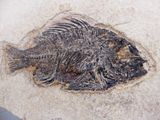 an image of a fossil fish on a rock
